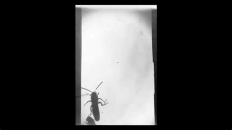 Insect 1891 Etienne Jules Marey CHRONOPHOTOGRAPHY YouTube