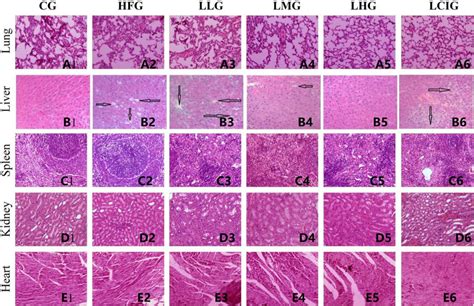 HE Staining Results Representative Images From The A Lung B