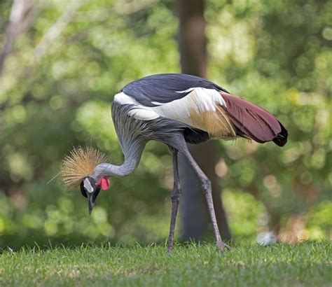 Pictures and information on Grey Crowned Crane