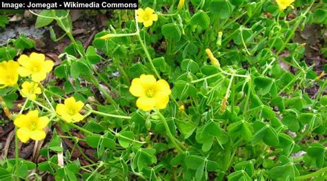 35 Yellow Flowering Weeds With Pictures Identification Guide