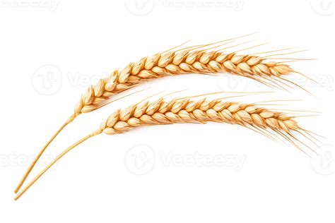 Two Ears Of Wheat On A Black Background 53579162 PNG