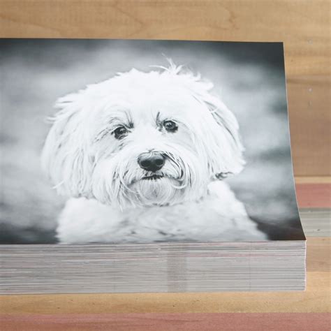 standard prints photo evo