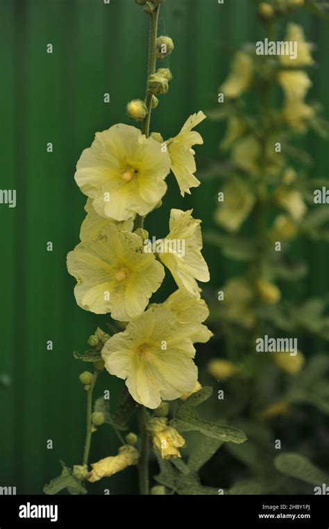 Russian Hollyhock Alcea Rugosa Blooms In July Stock Photo Alamy
