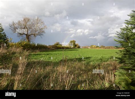 Village Of Churton England Picturesque View Of Crops Growing In A