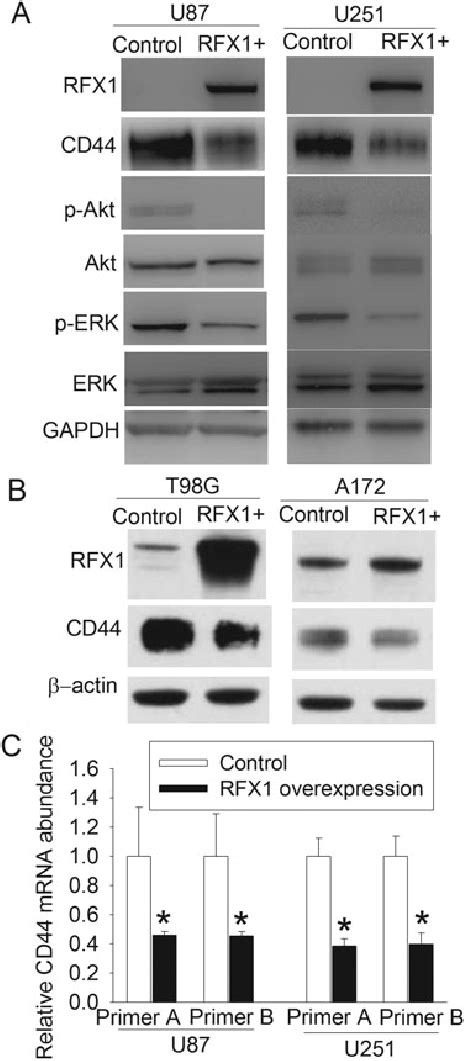 Rfx1 Overexpression Reduced Cd44 Expression And Activation Of