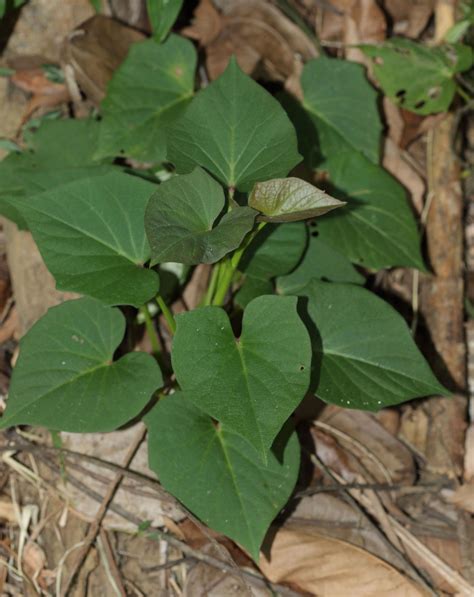 Ipomoea Batatas Var Batatas Plants Of The World Online Kew Science