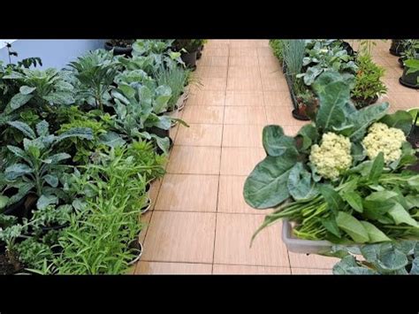 Panen Bunga Kol Dan Kangkung Kebun Organik Kebun Balkon Youtube