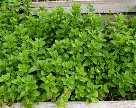 How To Grow Mint Without It Taking Over Your Whole Garden Good Life