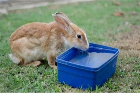 Los Conejos Pueden Tomar Agua Consumo De Agua En Conejos