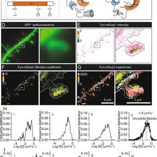 Single-molecule tracking photoactivated localisation microscopy ... 