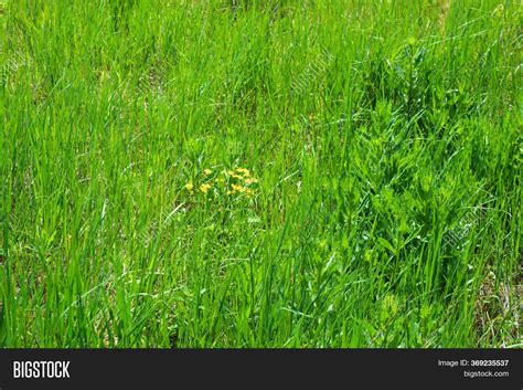 High Lush Green Grass Image And Photo Free Trial Bigstock