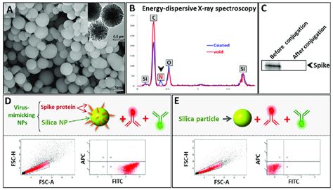 Characterization Of Virus Mimicking Silica Particles VM SPs A SEM