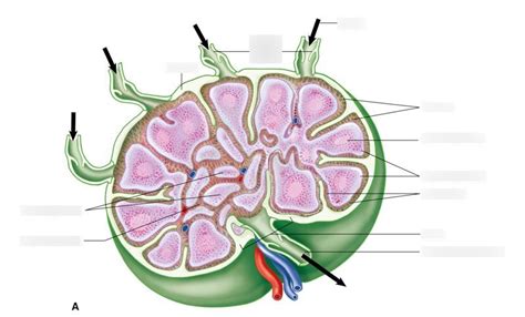 Structure Of A Lymph Node Diagram Quizlet