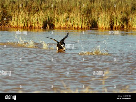 Long tailed duck (Clangula hyemalis) in breeding plumage, breeding behavior. Drakes fight ...