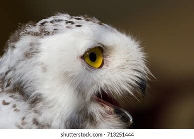 Eye Snowy Owl Stock Photo 713251444 | Shutterstock