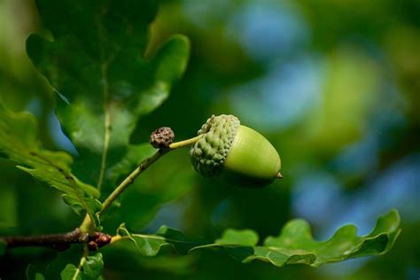 800+ Free Acorn & Nature Images