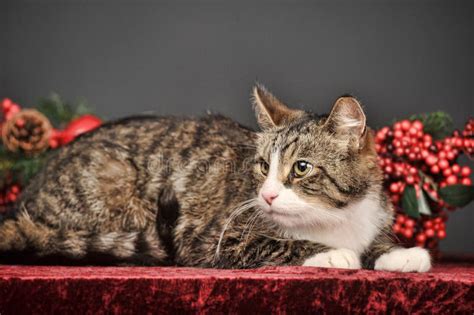Tabby Christmas Cat Stock Image Image Of Holiday Domestic 34775005