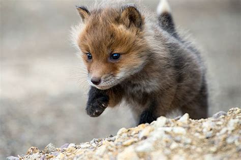 12 Cute Fox Photos That Will Make You Smile Design Swan