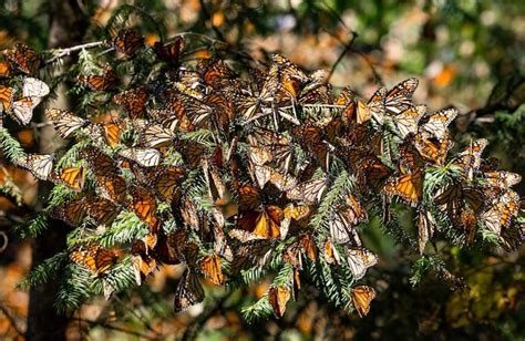 Col Nia De Borboletas Monarca Danaus Plexippus Est O Sentados Em Galhos