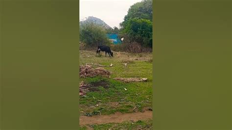 Cow Meeting The Food In Plants Land Over There Beautiful Food For Cows And Also Hen S🥰🐄🐓🐔🥰 Youtube