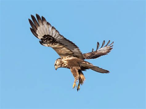 Rough Legged Hawk Hovering Photograph By Loree Johnson Pixels