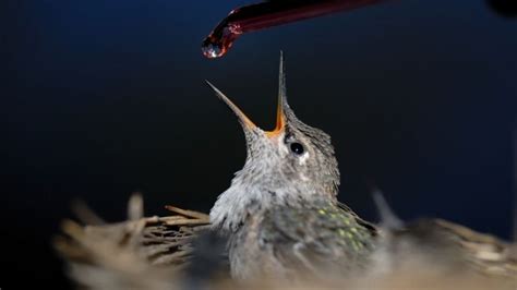 Hummingbird Anatomy 101 - HummingbirdHobbyist