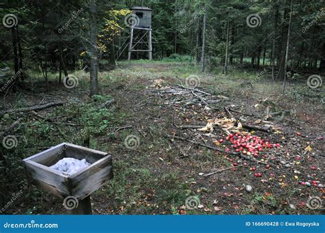 Hunting Pulpit Bait Stock Photo Image Of Wildlife Pasture 166690428