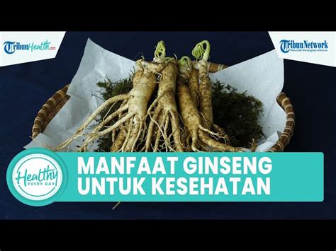 Terungkap Manfaat Ginseng Korea Yang Jarang Diketahui