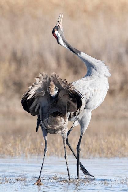 Premium Photo Common Crane Or Eurasian Crane Grus Grus Toledo Spain