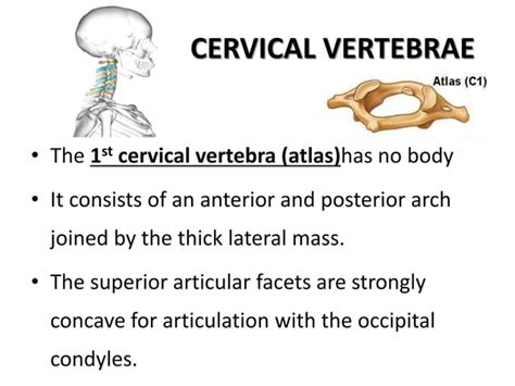 Spinal Anaesthesia - Anatomy & Physiology | PPT