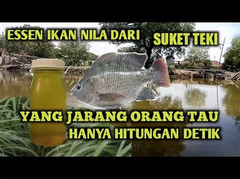 Cara Membuat Essen Ikan Nila Babon Assalamualaikum Kali Ini Saya Mau