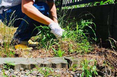 雑草を駆除して庭をきれいにしよう！正しい除草方法や雑草対策の注意点を解説便利屋七福神