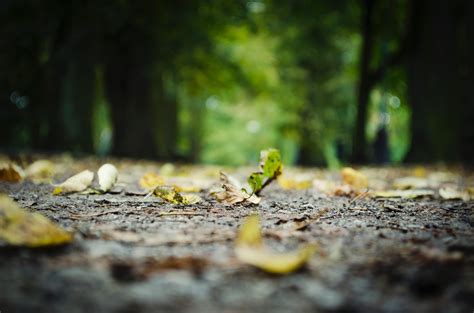 Nature Blur Wallpapers Wallpaper Cave