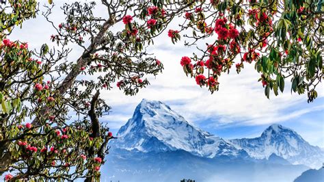 Discover the National Flower of Nepal: Rhododendron Arboreum - A-Z Animals