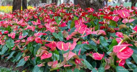 17 Popular Anthurium Varieties How Many Types Are There