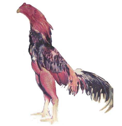 Galeri Ayam Bangkok Keripik Makanan Online Dan Info Resep Makanan Dan