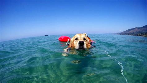 Palinuro Affonda Pedal Cani Bagnino Salvano Cinque Ragazzi