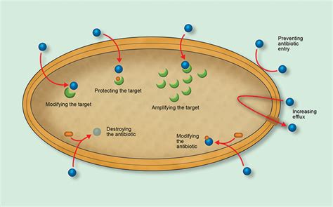 Understanding Antibiotic Resistance Week Figure An Overview Of