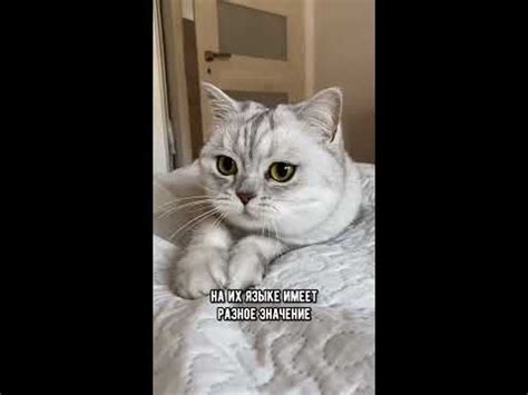 Понимают ли кошки и собаки друг друга #коты #кот #shorts - YouTube