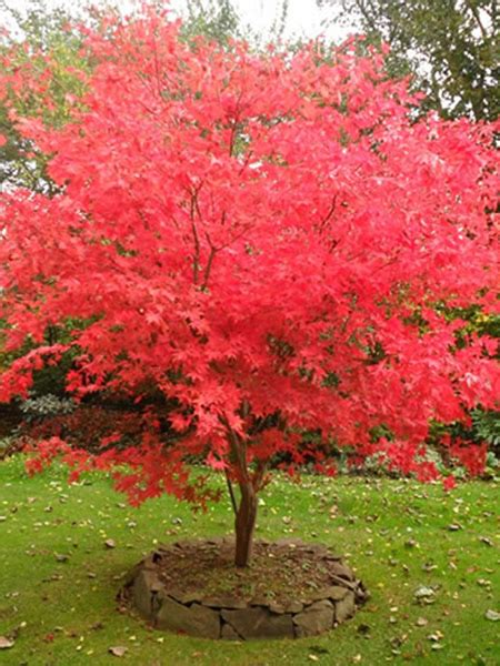 Acer Palmatum Osakazuki Care Transplanters Sunshine Coast Brisbane