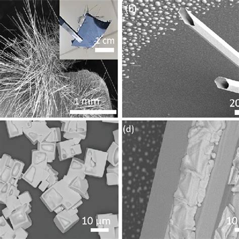 A Sem Image And Inset Photographs Of Se Mts On Silicon Wafers B