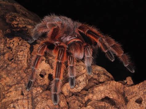 Tarantula Size Comparison Just How Big Do These Spiders Get A Z Animals