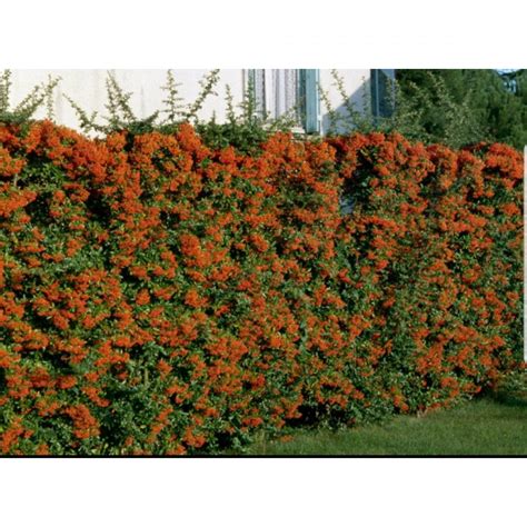 Pyracantha hedge | LawnSite™ is the largest and most active online ...