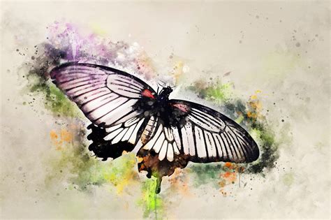 Black And White Butterfly Watercolour Canvas Print Alan Hill Art