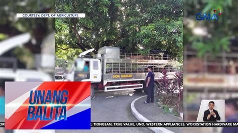 Pag Inspeksiyon Sa Mga Truck Na May Kargang Mga Baboy Lalong