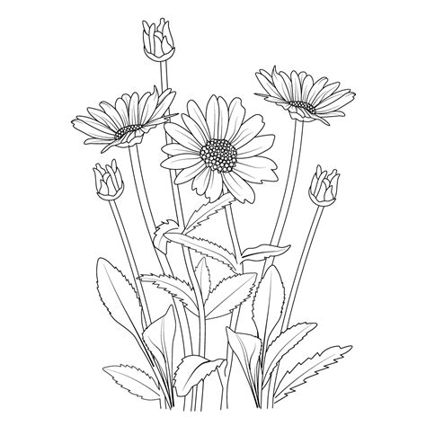 Daisy Flower Branch Vector Line Art Daisy Drawing Daisy Drawing