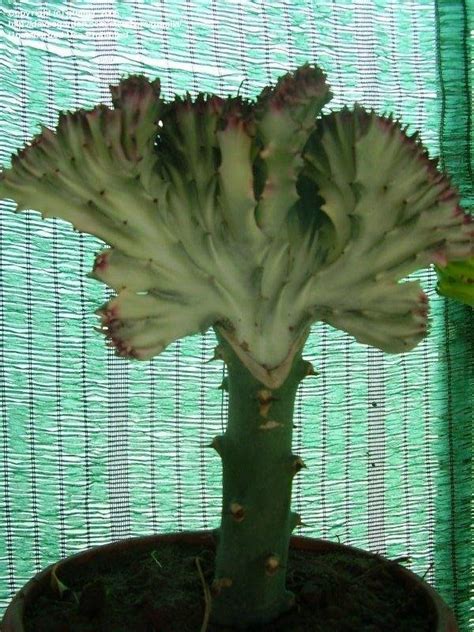 Plantfiles Pictures Euphorbia Candelabra Plant False Cactus Dragon