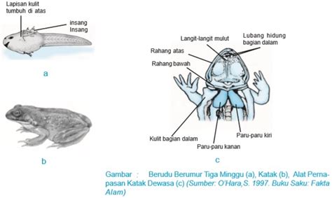 Contoh Hewan Amfibi Selain Katak Pulp