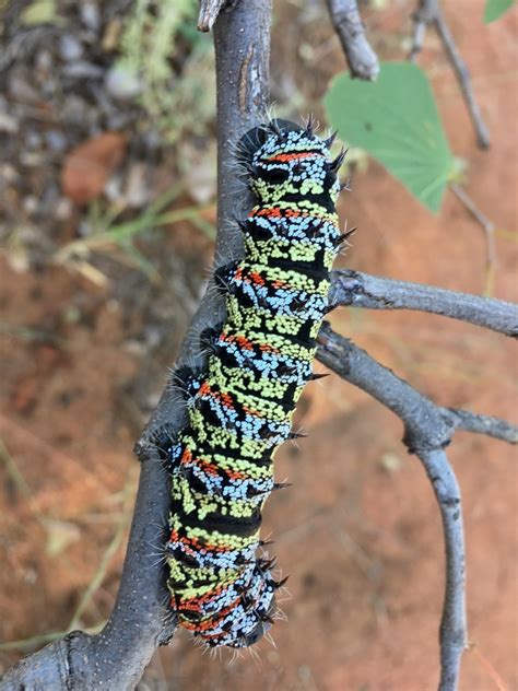 Mopane Worm Moths Of Botswana Excluding Noctuoidea · Biodiversity4all