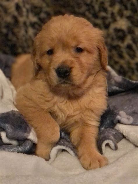 Golden Branches Retrievers Golden Retriever Puppies For Sale In